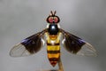 Image of a drosophila melanogaster on a branch. Insect Animal