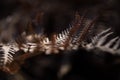 Dry leaf of fern in the forest Royalty Free Stock Photo