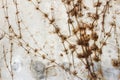 dry vine on wall Royalty Free Stock Photo