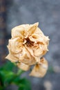 A dry white rose with a background of green leaves