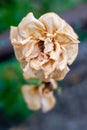 A dry white rose with a background of green leaves