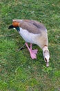 Image of a duck pecking in the green grass of a park in Porto.