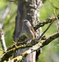 A dunnock perched in a tree Royalty Free Stock Photo