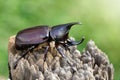 Image of dynastinae on nature background. Insect. Animal. Dynastinae is fighter of the mountain in from Thailand Royalty Free Stock Photo