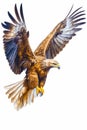 Image of eagle flying with its wings spread out and spread out. Generative AI Royalty Free Stock Photo