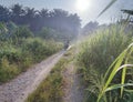 Early morning scenery around the rural pathway.