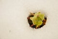 Image of early sprout appearing from melting snowcover Royalty Free Stock Photo