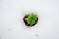 Image of early sprout appearing from melting snowcover Royalty Free Stock Photo