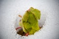 Image of early sprout appearing from melting snowcover Royalty Free Stock Photo