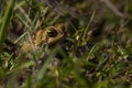 an Eastern American toad anaxyrus americanus americanus Royalty Free Stock Photo