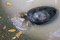 Image of an eastern chicken turtle in pond.