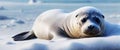 Arctic Elegance: Seal Blanketed in Snow