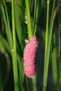 Image of eggs of golden apple snail on nature background Royalty Free Stock Photo