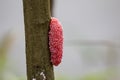 Image of eggs of golden apple snail. Royalty Free Stock Photo