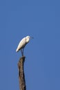 Image of egret on branch on sky background.