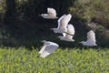 Image of egret flying. Heron.