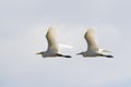 Image of egret flying in the sky. Heron.