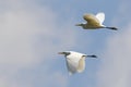 Image of egret flying in the sky. Heron.