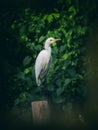 Image of egret on tree branch. in forest, Thailand. Vintage Filter