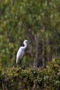 Image of egret on tree on nature background.