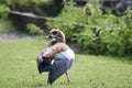 Egyptian goose on the riverbank Royalty Free Stock Photo