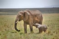 Image of an elephant family in Masai Mara National Park in Kenya Royalty Free Stock Photo