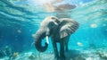 an image of an elephant swimming under water Royalty Free Stock Photo