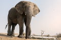 Elephant at waterhole