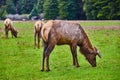 Elk grazing in lush green field Royalty Free Stock Photo