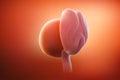 The image of the embryo  or the egg in the mother`s womb has a reddish tint. 3D illustration Royalty Free Stock Photo