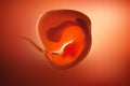 The image of the embryo or the egg in the mother`s womb has a reddish tint