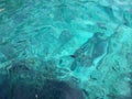 Image of emerald green clear water with fishes