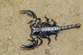 Image of emperor scorpion Pandinus imperator Royalty Free Stock Photo