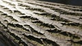 The image emphasizes the intricate details of the bark texture Royalty Free Stock Photo