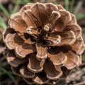 The image emphasizes the intricate structure and natural design of the pine cone Royalty Free Stock Photo