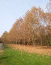 Image of an empty park- simple autumn background Royalty Free Stock Photo