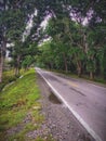 Empty tropical tree lined road Royalty Free Stock Photo