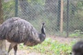 This is an image of emu or dromaius novaehollandae. Royalty Free Stock Photo