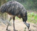 This is an image of emu or dromaius novaehollandae. Royalty Free Stock Photo