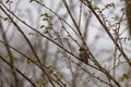 Spring's Prelude: Bird Among Budding Branches