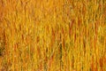 Red-tipped golden reeds - a fine art background Royalty Free Stock Photo