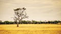 Eucalyptus tree in an Australian landscape scenery