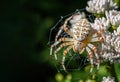 Image of european garden spider on a cobweb. Insect. Illustration, Generative AI