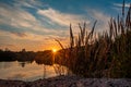 Rustic Sundown: Reeds Against the Setting Sun Royalty Free Stock Photo