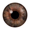 Realistic image of an eye. Iris, cornea, retina with luminous flash. Brown eye. 3d illustration