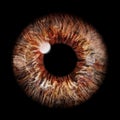 Realistic image of an eye. Iris, cornea, retina with luminous flash. Brown eye. 3d illustration