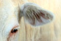 Image of an eye and ear cow Royalty Free Stock Photo