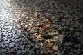 Image of eye glasses casting a shadow on a large group of puzzle pieces Royalty Free Stock Photo