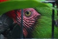 EYE OF GREEN MILITARY MACAW PARROT IN A CAGE Royalty Free Stock Photo