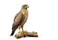 Image of falcon standing on a white background. Bird. Animals. Illustration, Generative AI